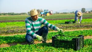 Farm Worker Vacancies in Canada